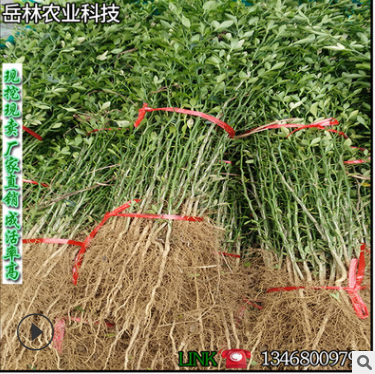 基地直销批发带刺树 枳壳苗 枸橘苗嫁接用砧木庭院防护篱笆枸橘苗