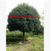 桂林桂花树 供应广西桂花树 米经18-25公分高杆桂花树