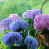 无尽夏绣球 蓝紫色大花球 花期超长 八仙花 庭院花园植物耐阴花卉