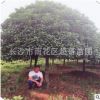 湖南桂花树直销 八月桂 四季桂 丹桂精品庭院园林工程绿化乔木