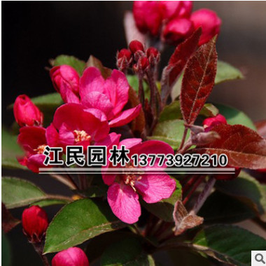 批发庭院观花植物小苗 北美海棠小苗 园林绿化植物 量大优惠