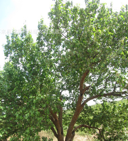 供应八棱海棠树绿化工程、树苗供应