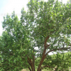 供应八棱海棠树绿化工程、树苗供应