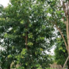 菩提树10-25CM 菩提榕 福建菩提树 绿化用苗 自产自销 大量销售