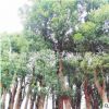 大量供应优质苗木香樟 广西桂林产地直销香樟树 绿化苗木