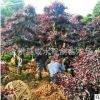 广西桂林产地直销 红继木批发销售 红继木 大量供应优质苗木