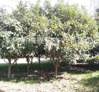 厂家直销批发大量销售　枇杷树 果树绿化苗木园林苗圃