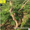 促销紫藤树 专业供应紫藤苗 两年苗 2 3公分规格 分枝多 造型好