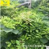 河北紫藤树 1公分2公分规格 现挖现卖 自产自销 优质紫藤种植