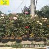 月季供应基地 工程绿化观赏植物 品种月季 带营养钵 农户直销