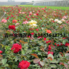 青州花卉基地批发优质 大花月季 多种花色 多个品种