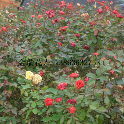 青州花卉基地批发优质 藤本月季 墙围 蔷薇规格 室外盆栽植物