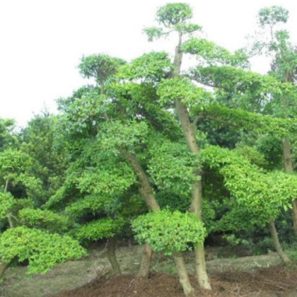 苗木基地低价出售园艺植物 小叶女贞造型树 适合庭院及工程绿化