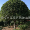湖南苗圃直销米径15公分冠幅3.5米的常绿乔木桂花树