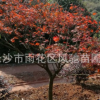 湖南苗圃直销适应贵州江西陕西等地种植的彩叶乔木红枫
