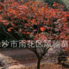 湖南农户直销米径8公分 3米自然冠的彩色落叶乔木红枫