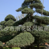 湖南苗圃直销3米高 鳞片造型5年常绿树苗造型景观罗汉松
