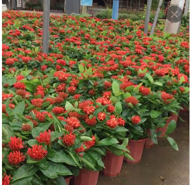 新加坡龙船花盆栽 带花发货 庭院四季观赏绿植花卉花期长耐养植物图3