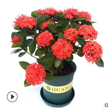 新加坡龙船花盆栽 带花发货 庭院四季观赏绿植花卉花期长耐养植物图2
