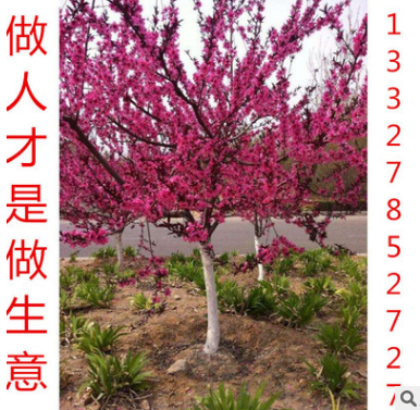 樱花苗 嫁接小苗 樱花苗木 樱花苗八重樱 日本樱花小苗图2