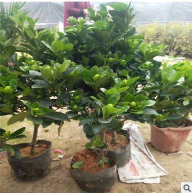 牡丹栀子花苗 大叶栀子花苗带花苞四季开花带土发货绿植盆栽花卉图2