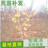 山东自产自销 长寿果树苗品种 冬红果树苗批发