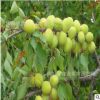 供应林木种子,山杏种子，别名杏子，山杏核发芽率高