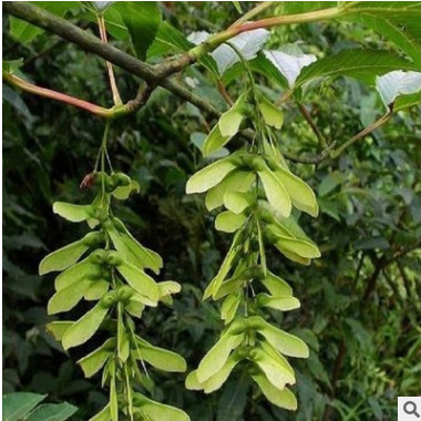 青榨槭种子 优质林木种子 品种齐全 质量保证 当年新采青榨槭种子