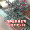 批发室内室外茶花树苗 盆栽 茶花苗 茶花盆景 量大优惠规格齐全