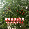批发枣树苗 嫁接枣树树苗 工程绿化冬枣树苗品种齐全 量大优惠