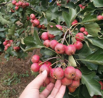 批发嫁接山楂树苗 大金星山楂苗盆栽地栽果树苗 当年结果苗