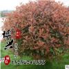 批发红叶石楠球 精品红叶石楠 基地直销工程绿化苗木 规格齐全