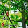 基地直销供应各种树苗 优质枫杨树苗 速生行道树 规格齐全枫杨