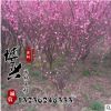 供应各种绿化工程苗木 高品质重瓣榆叶梅小苗批发 规格齐全易成活