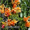 批发供应优质美国凌宵花苗 攀援花卉 藤本植物 凌霄苗 基地发货