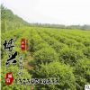 供应优质园林工程绿化苗木小叶女贞球 基地直销 小叶女贞球苗木