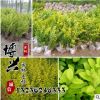 批发优质绿化苗金叶女贞 行道树 金叶女贞球 庭院植物规格齐全
