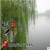 供应各种优质树木 青皮垂柳绿化工程苗木批发 基地直销量大从优