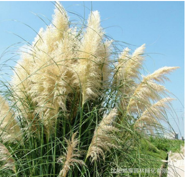 基地直销观赏植物 矮生蒲苇苗 花叶矮蒲苇 常绿 水生植物 观赏草