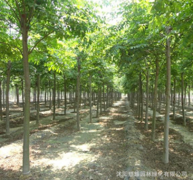 供应市政绿化行道树 栾树庭院风景树基地直销图2