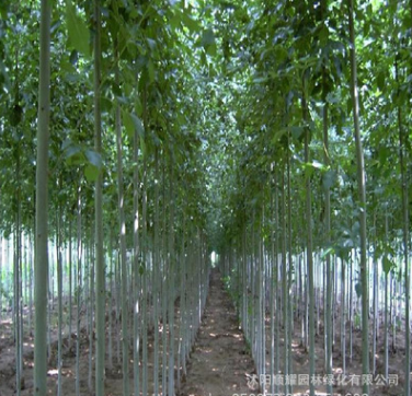 优质绿化工程苗木批发 白蜡树价格 量大从优