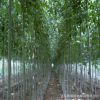 优质绿化工程苗木批发 白蜡树价格 量大从优