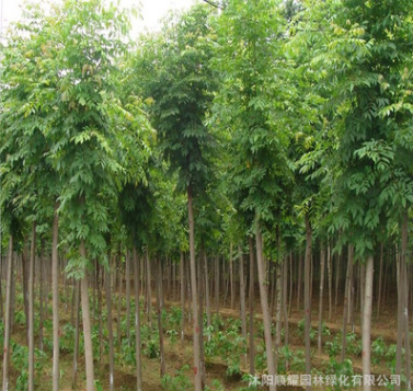 优质绿化工程苗木批发 白蜡树价格 量大从优图2
