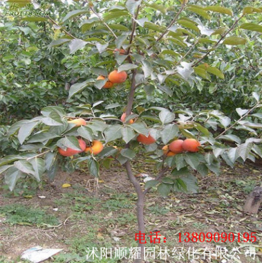批发 柿子树苗嫁接苗南方北方种植甜柿子树苗庭院地栽盆栽柿子苗图3