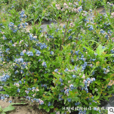 基地地栽果树苗木 蓝莓树苗 庭院种植果树苗