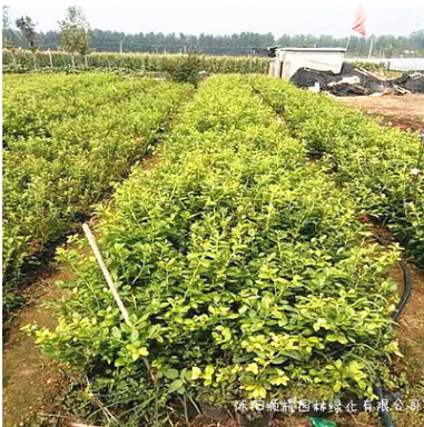 基地地栽果树苗木 蓝莓树苗 庭院种植果树苗图3