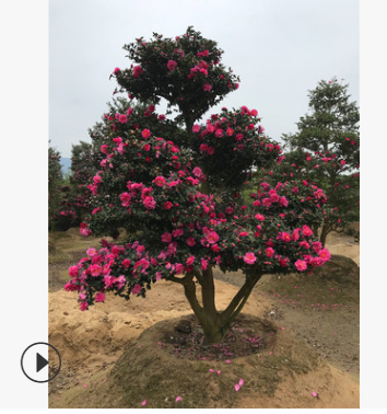 精品日本茶梅 批发茶梅 求购造型茶梅 别墅高档树