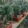 批发澳洲杉盆景客厅书房阳台常绿植物净化空气微型澳洲杉品种齐全