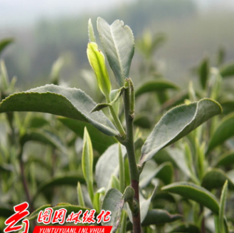 多年生茶花种子茶树种子盆栽油茶种子当年新采发芽率高量大从优