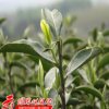多年生茶花种子茶树种子盆栽油茶种子当年新采发芽率高量大从优